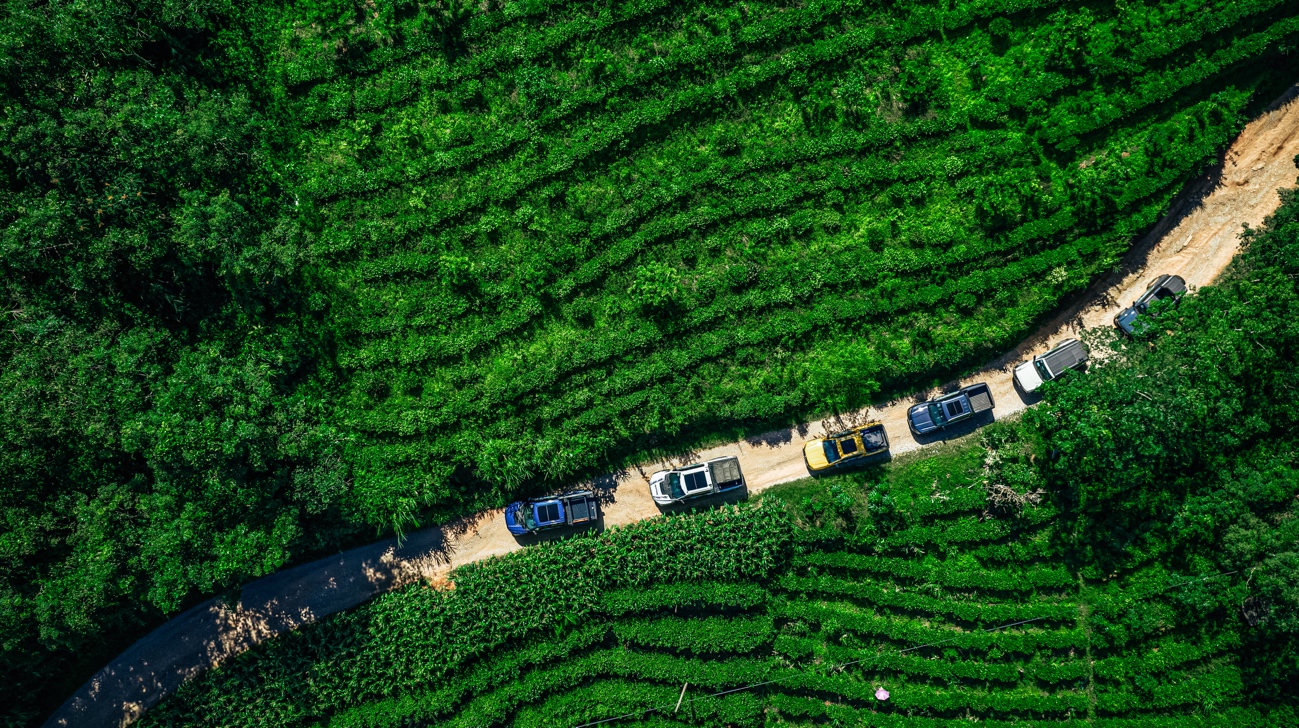 图片包含 草, 户外, 绿色, 田地描述已自动生成