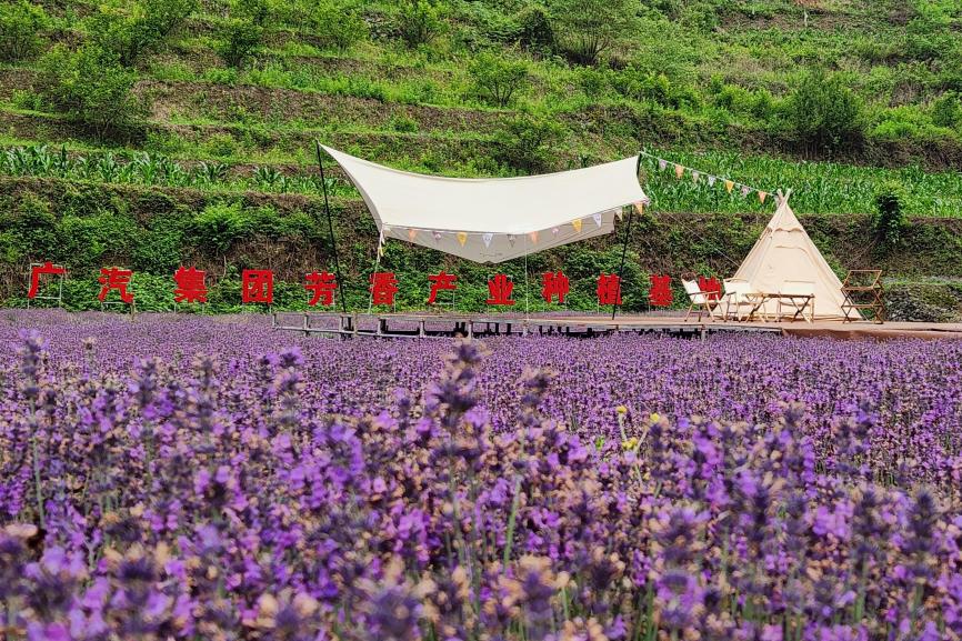 2.1-广汽集团芳香产业种植基地